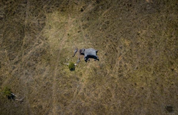 <br />
The Mirror (Великобритания): ужасное фото слона, распиленного браконьерами на части<br />
