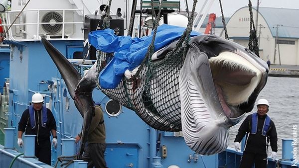 <br />
Национальные комплексы японцев обрекли на смерть дельфинов и китов<br />
